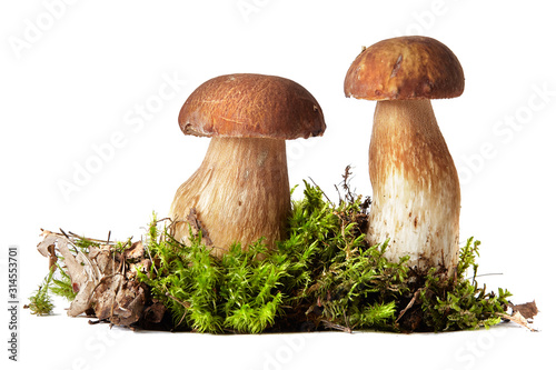 Fresh ceps on moss isolated on white