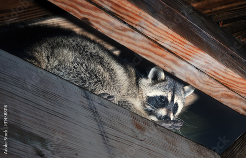 American raccoon climbed into the attic of a house