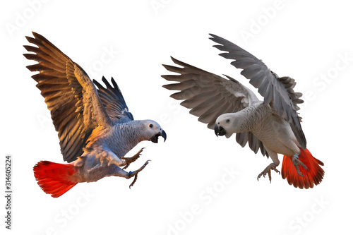 African gray parrot flying isolated on white.