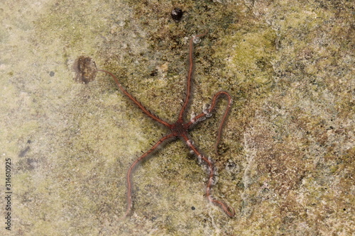 Close up view of starfish .