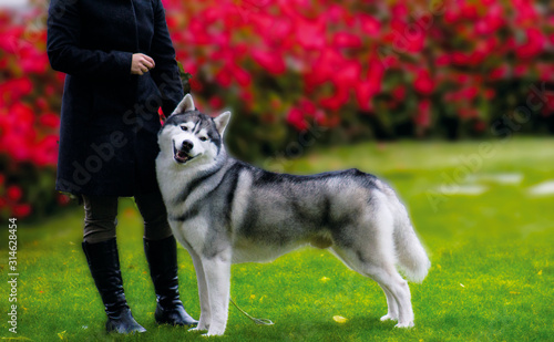 Smiling dog