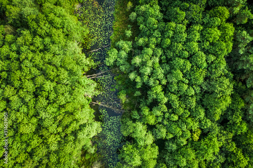 Green forest and small river in summer, aerial view