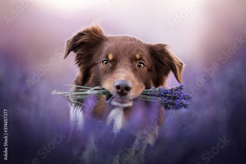 Australian shepherd - in lavender