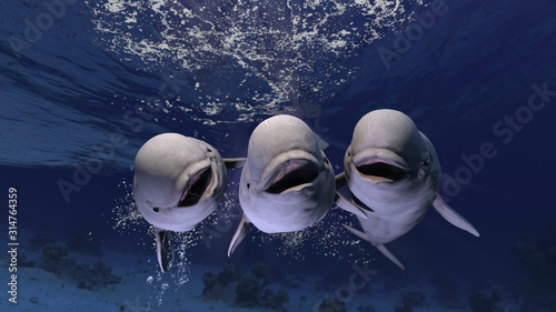 Group of happy melonhead beluga whales swimming and posing to the underwater photographer 3d rendering