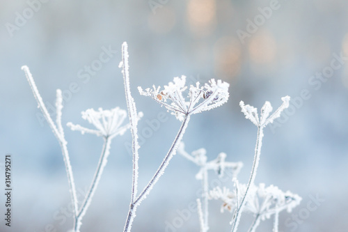 white dry grass frozen in hoarfrost in winter against the background of a winter forest at dawn in the backlight