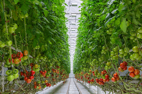 Tomatoes ripening on hanging stalk in greenhouse