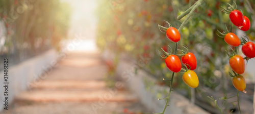 Ripe red tomatoes are on the green foliage background, hanging on the vine of a tomato tree in the garden.Autumn vegetable harvest on organic