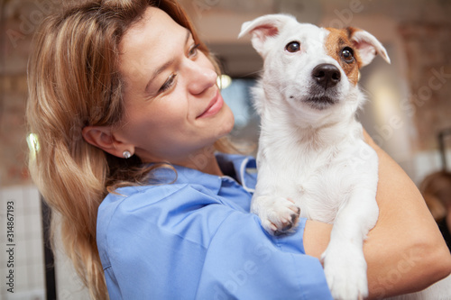 Close up of a cute healthy happy puppy mature female vet is holding. Veterinarian cuddling with adorable jack russel terrier dog