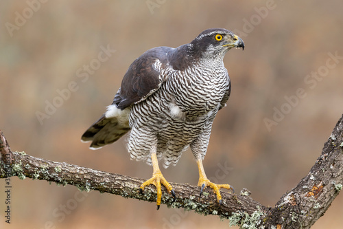 Northern Azor, Accipiter gentilis, adult male