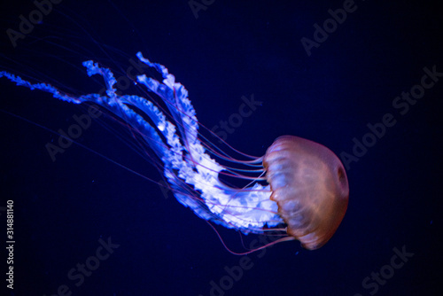 jellyfish