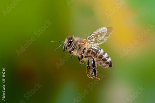 Apis mellifera flying, Bienenflug, fliegende Honigbiene, Apis mellifera fliegend, Biene im Anflug, fliegendes Insekt, Insektenflug, Flying honey bee, Flying insect