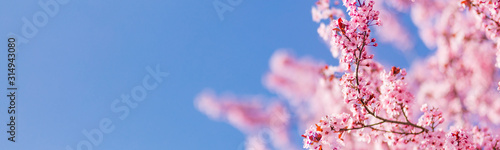 Fantastic spring nature banner background. Beautiful cherry blossom sakura in spring time over blue sky.