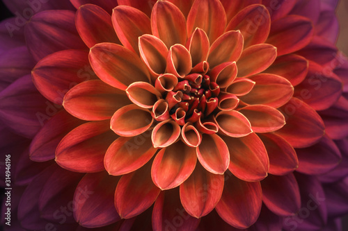 Pink and purple dahlia petals macro, floral abstract background. Close up of flower dahlia for background, Soft focus.