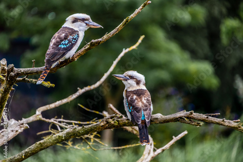 kookaburra eating fish