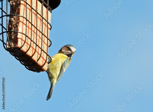 Blue Tit feeding on a square suet block with a natural clear blue sky background