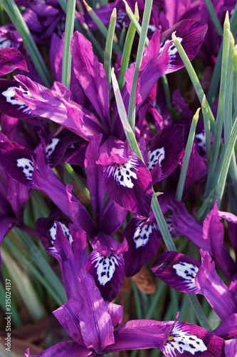 Pauline Dwarf Iris (Iris ‘Pauline’). Hybrid between Iris reticulata and Iris histrioides.