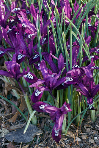 Pauline Dwarf Iris (Iris ‘Pauline’). Hybrid between Iris reticulata and Iris histrioides.