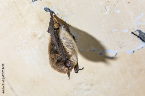 Hibernating whiskered bat