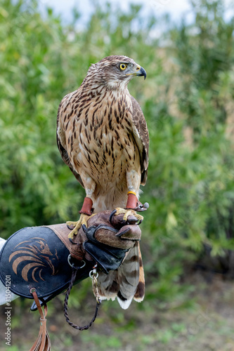 The art of falconry