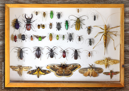 Collecting insects with pins. Amateur or school homemade insect collection. Collection of insects entomologist