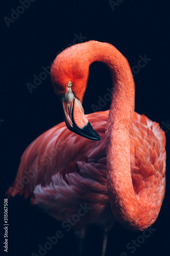Close-up of pink flamingo bird
