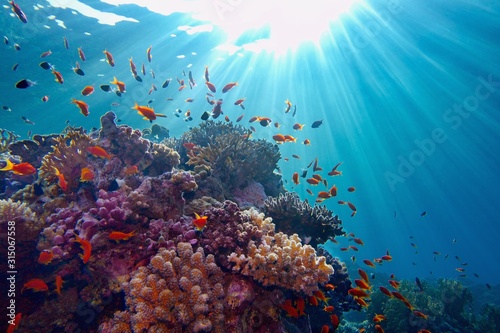 Life-giving sunlight underwater. Sun beams shinning underwater on the tropical coral reef.Ecosystem and environment conservation