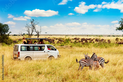 Safari concept. Zebra couple with safari car in african savannah. Masai Mara national park, Kenya.