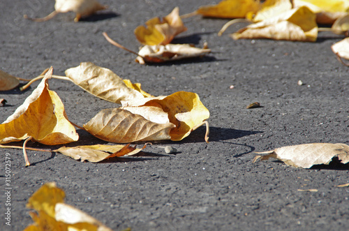 Opadające liście z drzew jesienią na drogę