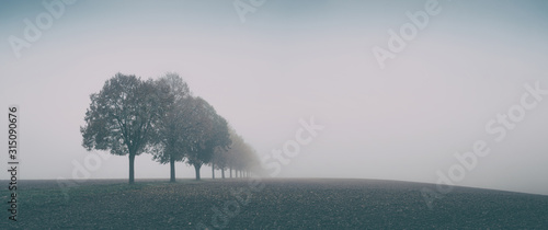 Desolate Autumn Landscape, Row of Trees in Thick Fog