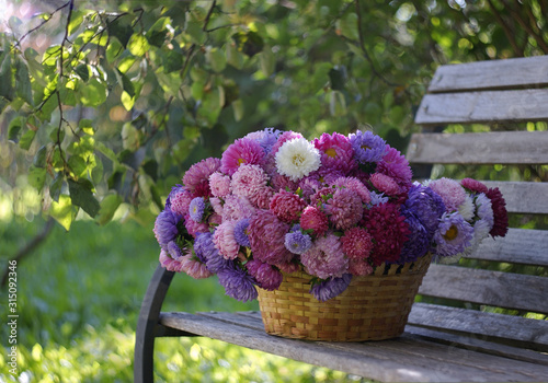Large basket full of beautiful colorful china asters on a bench under the branches of trees in a summer garden
