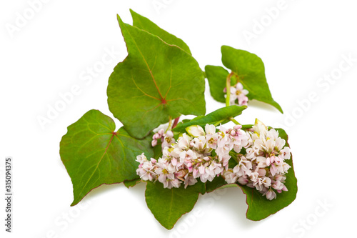 Fresh Buckwheat flowers