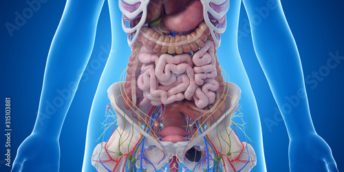 3d rendered medically accurate illustration of the abdominal organs