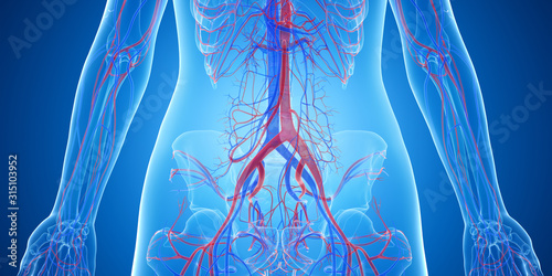 3d rendered medically accurate illustration of the abdominal blood vessels