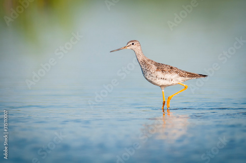 Greater yellowlegs wading in shallow waters