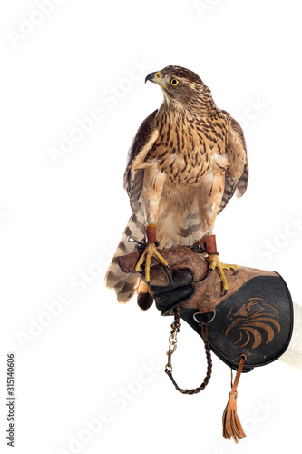 The art of falconry