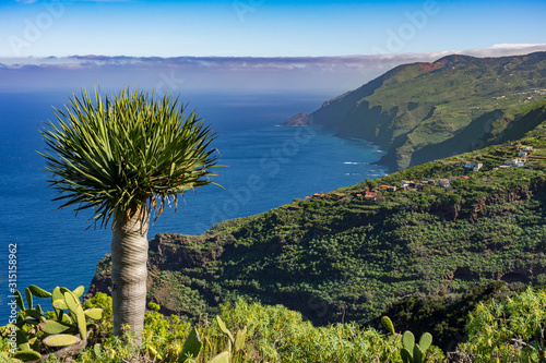 La Palma: Wanderung am Barranco Fagundo im Norden - spektakuläre Aussicht mit Drachenbaum