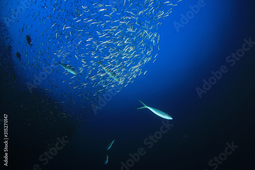 Tuna fish and anchovies underwater in ocean 