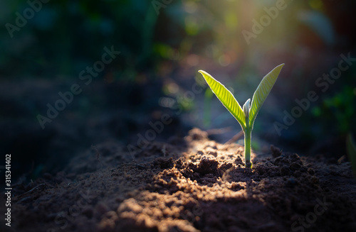 Growing plant,Young plant in the morning light on ground background.