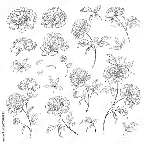 Peonies bud collection. Elements of peony isolated on white background. Bouquet of Peonies. Flower isolated against white. Beautiful set of flowers. Vector illustration.