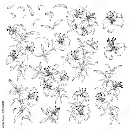 Linear style set of white lilies, hand drawn contour illustration of flowers isolated on a white background. White lily collection. Vector illustration.