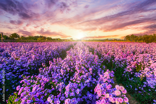 Beautiful of Landscape of Purple Lavender and Cutter field flower in the nature garden horizon of the summer sunset sky background in Chiang Mai,Thailand.