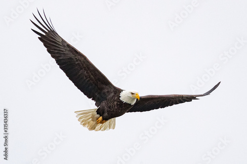 A bald eagle hunts over the Iowa River in downtown Iowa City on Monday, Jan. 13, 2019.