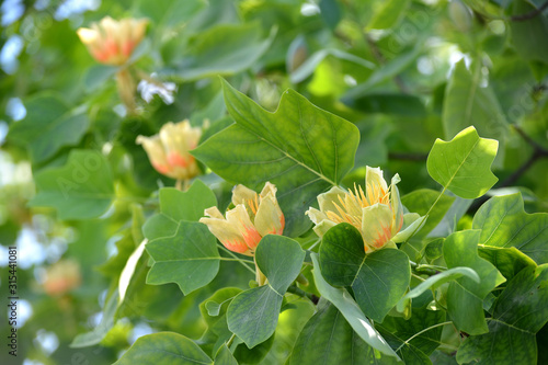 Tulip lyredendron flowers (tulip tree) (Liriodendron tulipifera L.)