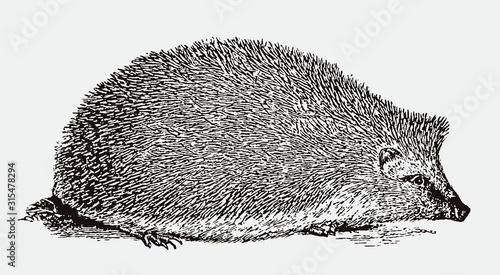 European hedgehog, erinaceus europaeus in side view. Illustration after an antique woodcut from the 19th century