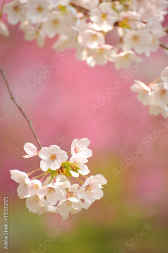 枝垂桜の枝先に咲いた桜のクローズアップです