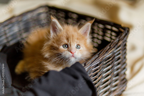 red or ginger little kitten in basket