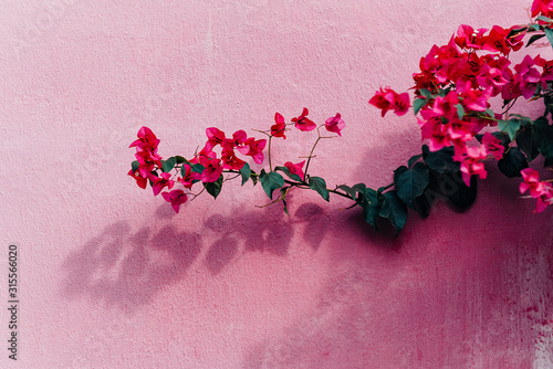 Blooming magenta bougainvillea flowers. Bougainvillea flowers as a background. floral background over pink wall..