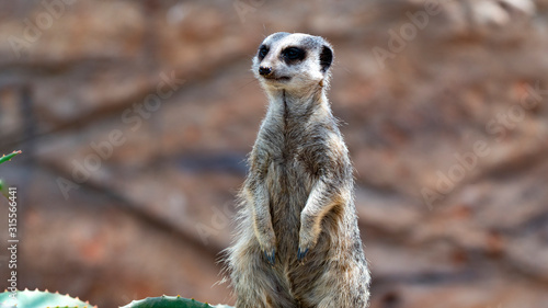 Meerkat standing full body shot looking left of frame