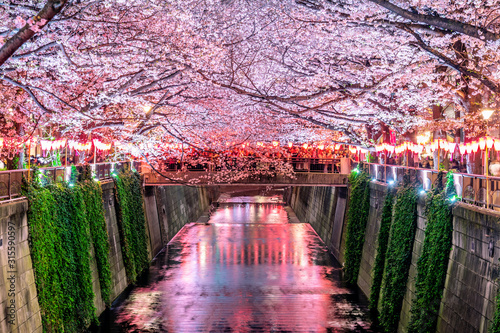 Cherry blossom rows along the Meguro river in Tokyo, Japan