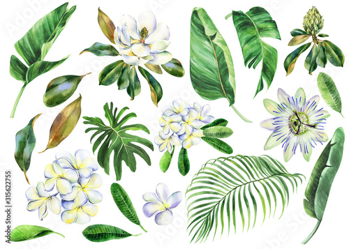 Set of white watercolor flowers, branch of plumeria, magnolia, passiflora with green leaves, frangipani, passion flower, banana palm, palm tree, hand drawn jungle illustration. Stock illustration.